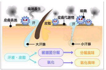 导致腋臭形成的原因